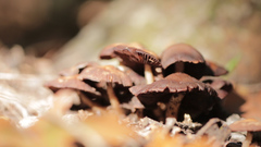 Armillaria mellea
