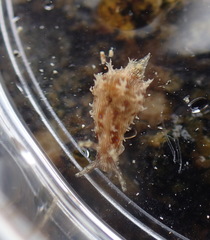 Stylocheilus rickettsi