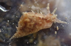 Stylocheilus rickettsi