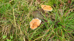 Gymnopus dryophilus