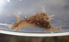 Stylocheilus rickettsi