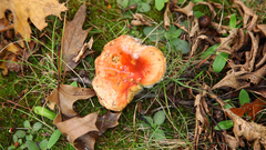 Russula