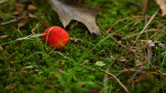 Russula