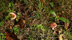 Russula