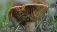 Paxillus involutus
