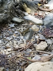 Leiocephalus carinatus