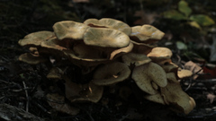 Armillaria mellea