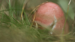 Russula