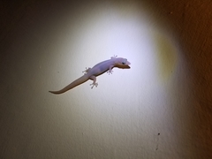 Sphaerodactylus elegans