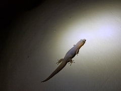Sphaerodactylus elegans