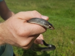 Cubophis cantherigerus
