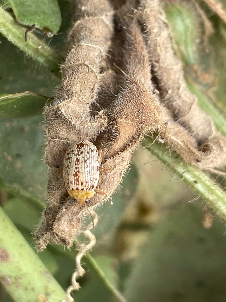 Calotheca marmorata