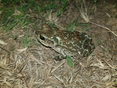 Peltophryne peltocephala