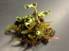 Cladonia asahinae
