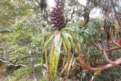 Dracophyllum traversii