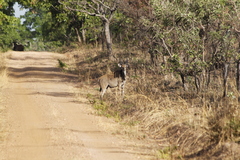Tragelaphus derbianus