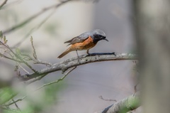 Phoenicurus phoenicurus