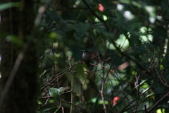 Lampornis amethystinus