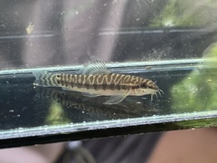 Phuket Zipper Loach photo 1
