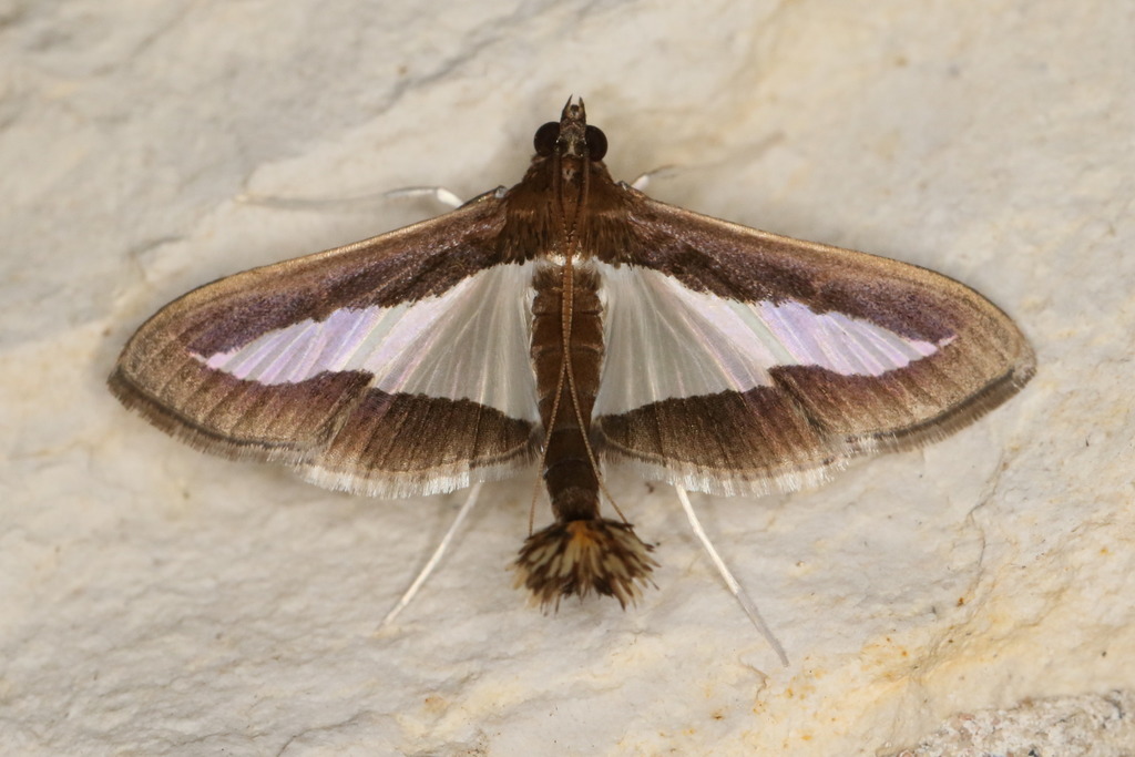 Diaphania infimalis