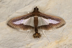 Diaphania infimalis