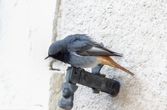 Phoenicurus ochruros