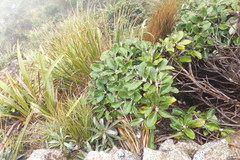 Macrolearia colensoi