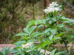 Sambucus gaudichaudiana