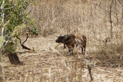 Syncerus caffer nanus