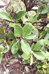 Macrolearia colensoi