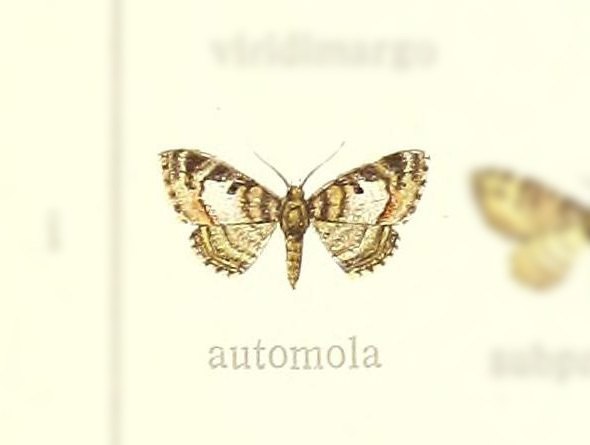 Pasiphilodes automola