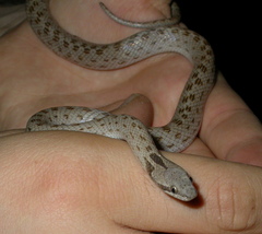 Hypsiglena chlorophaea