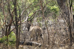 Tragelaphus derbianus