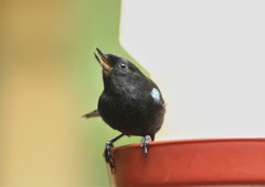 Diglossa lafresnayii