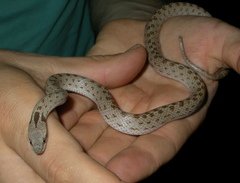 Hypsiglena chlorophaea