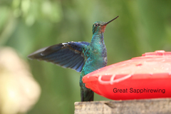 Pterophanes cyanopterus