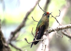 Chalcostigma herrani