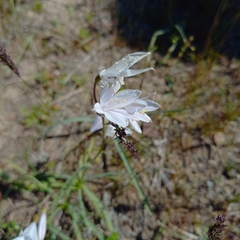 Tartarian Lily (Ixiolirion)