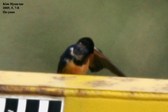 Hirundo rustica gutturalis