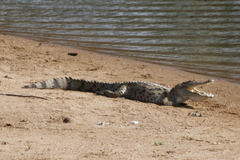 Crocodylus suchus