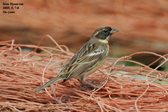 Emberiza aureola