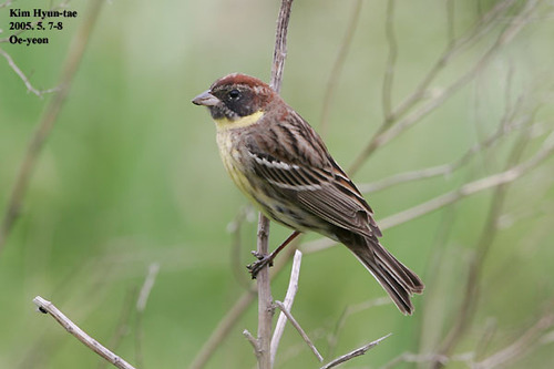 Yellow-breasted Bunting