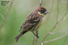 Emberiza aureola