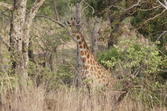 Giraffa camelopardalis antiquorum