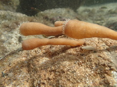 Telmatactis panamensis