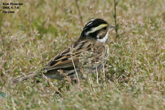 Emberiza chrysophrys