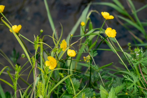Image of Ranunculus japonicus by (c) WATANABE Hitoshi 渡辺仁, some rights reserved (CC BY)