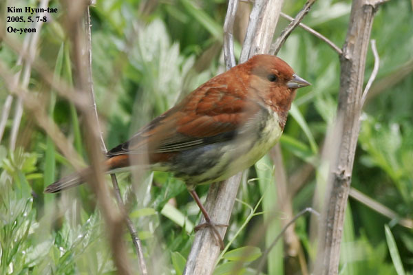 Chestnut Bunting