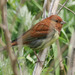 Chestnut Bunting - Photo (c) Kim, Hyun-tae, some rights reserved (CC BY), uploaded by Kim, Hyun-tae