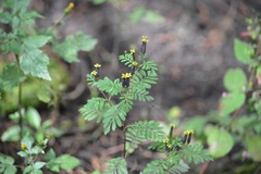 Tagetes foetidissima